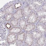 G72 Polyclonal Antibody