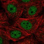 Cyclin L2 Antibody in Immunocytochemistry (ICC/IF)
