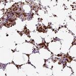 EXOSC5 Antibody in Immunohistochemistry (Paraffin) (IHC (P))