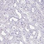 EXOSC5 Antibody in Immunohistochemistry (Paraffin) (IHC (P))
