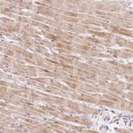 BOLA3 Polyclonal Antibody