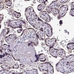Pellino 2 Antibody in Immunohistochemistry (Paraffin) (IHC (P))