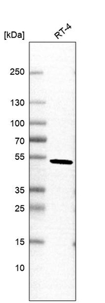 Pellino 2 Antibody in Western Blot (WB)