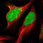 Pellino 2 Polyclonal Antibody