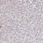 MAN1A1 Antibody in Immunohistochemistry (Paraffin) (IHC (P))
