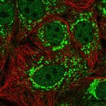 C3orf1 Polyclonal Antibody