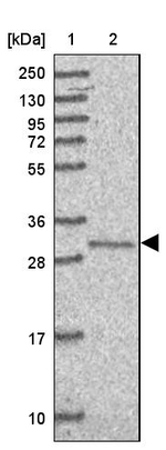 C3orf1 Antibody in Western Blot (WB)