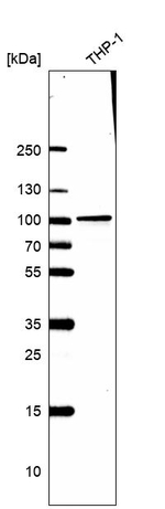 SEC63 Antibody in Western Blot (WB)