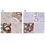 COBLL1 Polyclonal Antibody