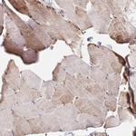 COBLL1 Antibody in Immunohistochemistry (IHC)