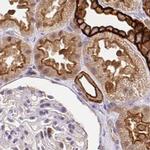 COBLL1 Antibody in Immunohistochemistry (IHC)