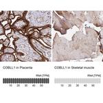 COBLL1 Antibody