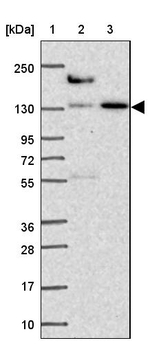 COBLL1 Antibody in Western Blot (WB)