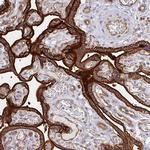 COBLL1 Antibody in Immunohistochemistry (IHC)
