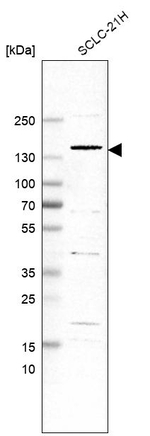 PPFIA4 Antibody in Western Blot (WB)
