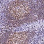 TAS2R39 Antibody in Immunohistochemistry (IHC)