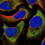 BRUNOL6 Polyclonal Antibody