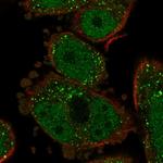 ZG16B Polyclonal Antibody