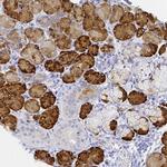 ZG16B Antibody in Immunohistochemistry (Paraffin) (IHC (P))