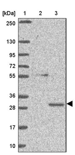 GTF2H3 Antibody in Western Blot (WB)