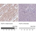 FILIP1 Antibody