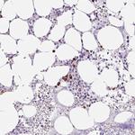 RNF212B Antibody in Immunohistochemistry (Paraffin) (IHC (P))
