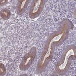 DREV Polyclonal Antibody