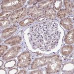 DREV Antibody in Immunohistochemistry (Paraffin) (IHC (P))