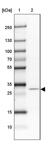 DREV Antibody in Western Blot (WB)