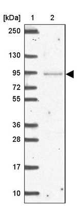NPIPA1 Antibody in Western Blot (WB)