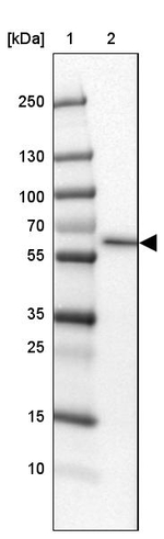 SLC13A1 Antibody in Western Blot (WB)