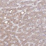 MURF2 Antibody in Immunohistochemistry (Paraffin) (IHC (P))