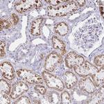 CCRN4L Antibody in Immunohistochemistry (Paraffin) (IHC (P))