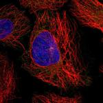 UBL3 Antibody in Immunocytochemistry (ICC/IF)