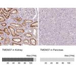TMEM37 Antibody in Immunohistochemistry (IHC)