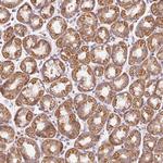PRSS48 Antibody in Immunohistochemistry (Paraffin) (IHC (P))