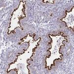 OR7A5 Polyclonal Antibody