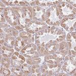 BEAN Polyclonal Antibody