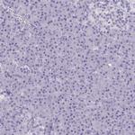 AKAP5 Antibody in Immunohistochemistry (IHC)