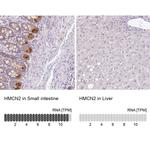 Hemicentin 2 Antibody