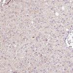 C19orf63 Antibody in Immunohistochemistry (Paraffin) (IHC (P))