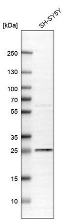 C19orf63 Antibody in Western Blot (WB)