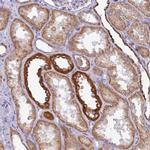 MT-ND4 Polyclonal Antibody