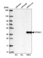 C20orf43 Antibody in Western Blot (WB)