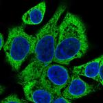 SLC39A7 Polyclonal Antibody