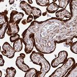 SLC39A7 Antibody in Immunohistochemistry (IHC)