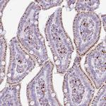 Alivin 1 Antibody in Immunohistochemistry (Paraffin) (IHC (P))