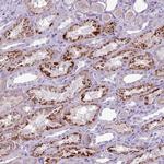 Alivin 1 Antibody in Immunohistochemistry (Paraffin) (IHC (P))