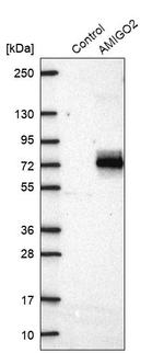 Alivin 1 Antibody in Western Blot (WB)