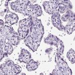 SP8 Antibody in Immunohistochemistry (Paraffin) (IHC (P))